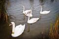 Grainy Swans